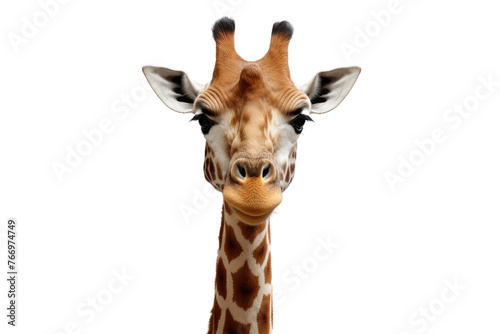 Close Up of Giraffes Head on White Background. On a Clear PNG or White Background.