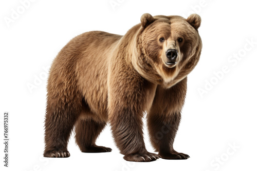 Large Brown Bear Standing Next to White Background. On a Clear PNG or White Background. © Masood