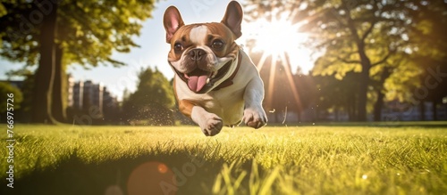 A happy French Bulldog is leaping in the air at a park surrounded by nature. The carnivore dog breeds fawn coat blends with the grass and trees, creating a joyful scene in the sky