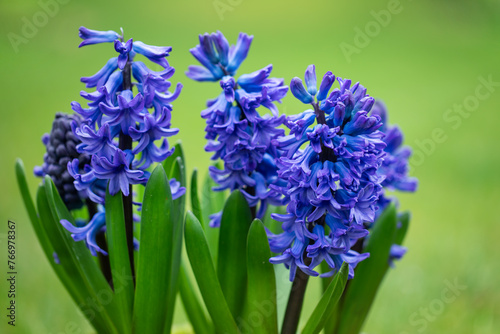 niebieski hiacynt, blue hyacinth