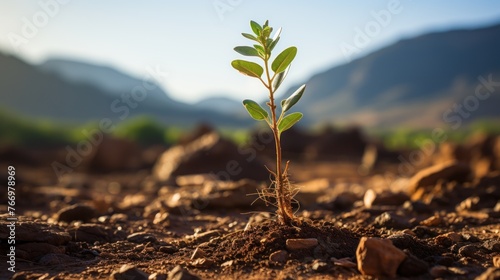 One seedling planted in the desert photo