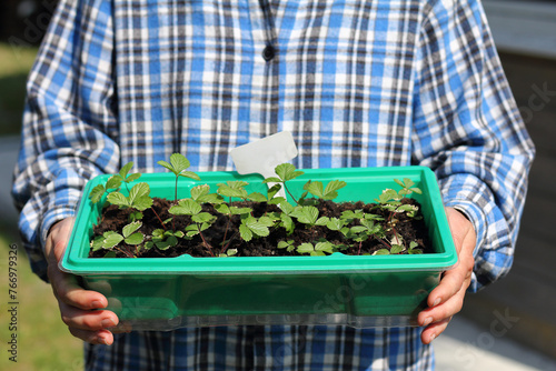 a box with seedlings of garden strawberries in the hands of a gardener close-up. popular plant for gardens