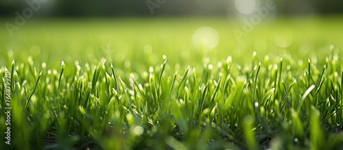 field of spring grass