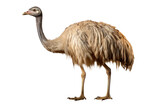 Ostrich Standing in Front of White Background. On a Clear PNG or White Background.