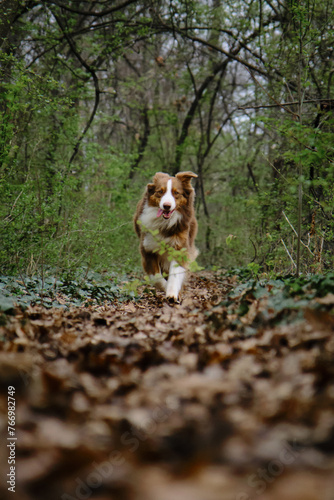 Atmospheric energetic photo of a pet in motion in nature. A beautiful brown Australian Shepherd is actively running forward on trail in spring green forest. A charming dog on walk in park.