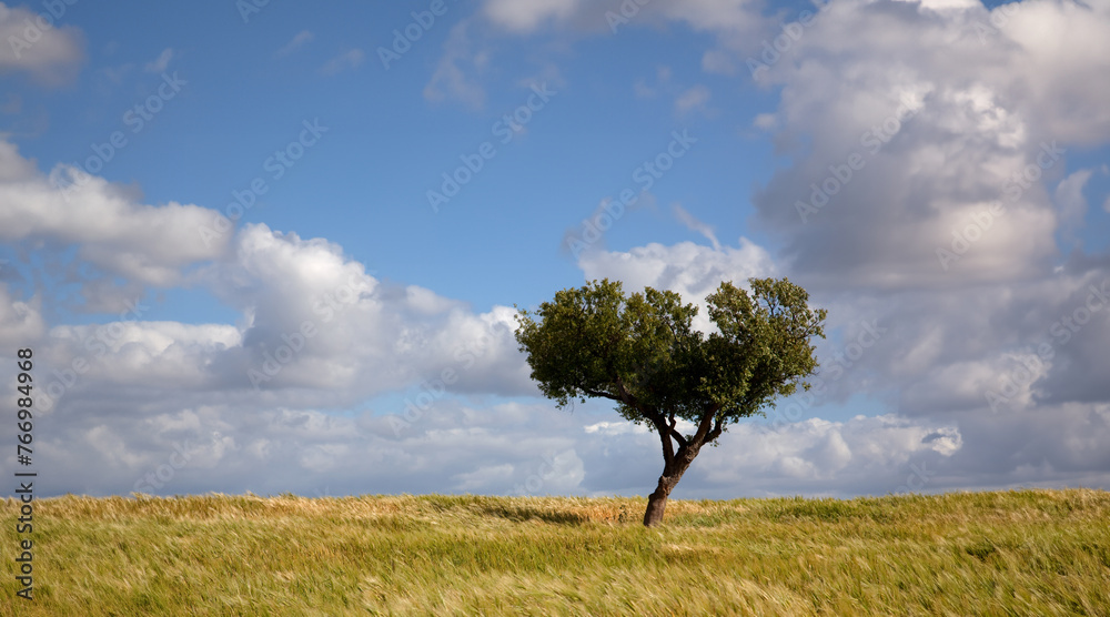 Naklejka premium lonely tree in a alentejo
