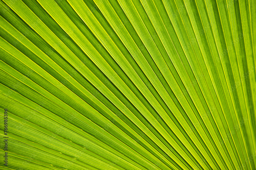 Palm leaves close up in sunshine, Palm trees at tropical coast in summer, beautiful texture, Palm leaves close up in sunshine, Palm trees at tropical coast in summer, beautiful texture,