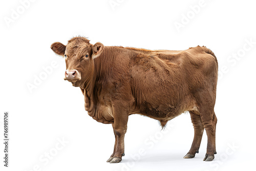 Brown cattle cow standing isolated on white background, side view, full body shot.