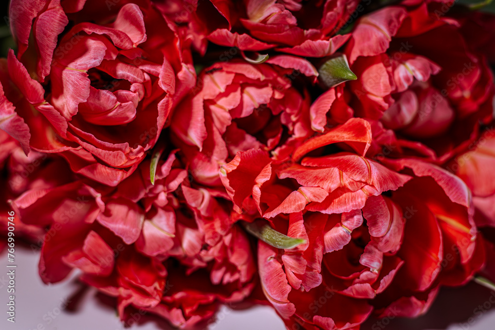 Blooming onion tulips on a black background. Festive decor for Mother's Day, Women's Day, Birthday. Bitconti on the table. Blooming onion tulips on a black background. Festive decor for Mother's Day, Women's Day, Birthday. Bitconti on the table.
