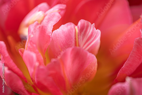 Blooming onion tulips on a black background. Festive decor for Mother's Day, Women's Day, Birthday.