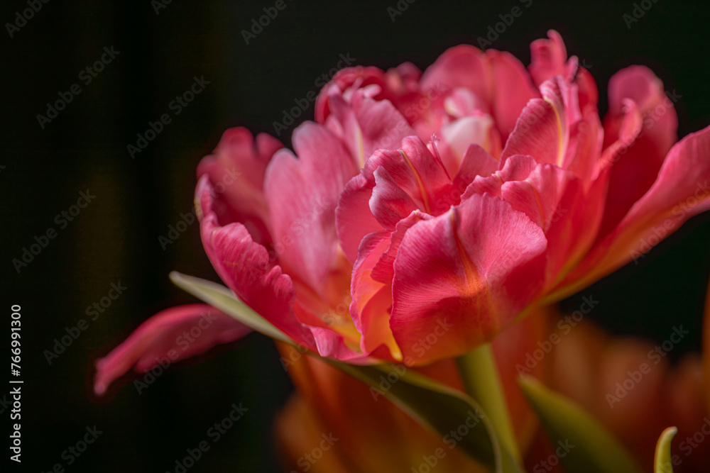 Blooming onion tulips on a black background. Festive decor for Mother's Day, Women's Day, Birthday. Blooming onion tulips on a black background. Festive decor for Mother's Day, Women's Day, Birthday.