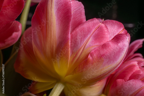 Blooming onion tulips on a black background. Festive decor for Mother's Day, Women's Day, Birthday.