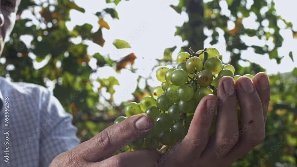 Juicy bunch of white wine grapes shines in the sunlight in the hands of a man. Close-up Juicy bunch of white wine grapes shines in the sunlight in the hands of a man. Close-up