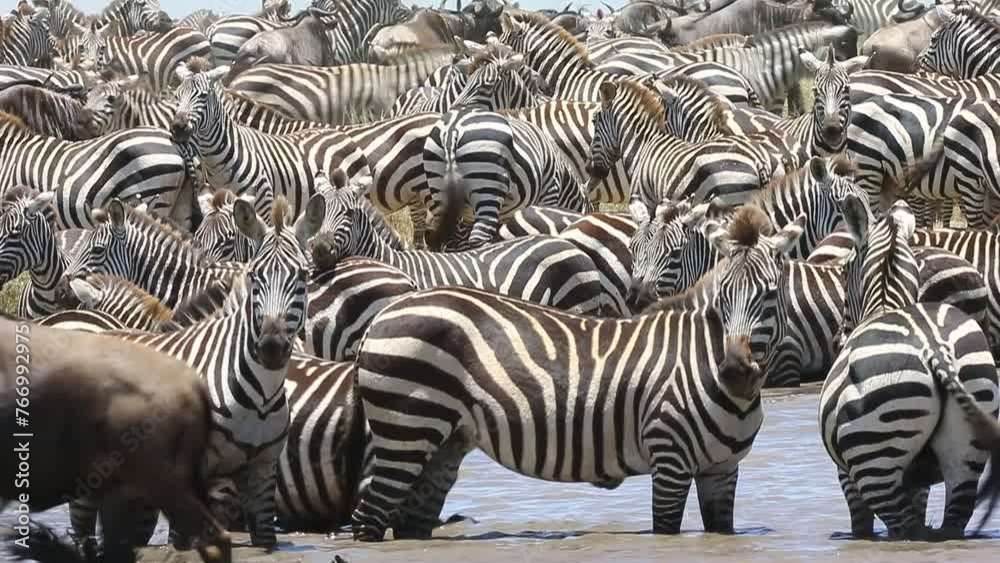 Big group of zebras at a watering hole in the savannah. Tanzania. Serengeti National Park. Big group of zebras at a watering hole in the savannah. Tanzania. Serengeti National Park.