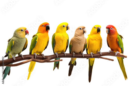 Group of Birds Perched on Tree Branch. On a Clear PNG or White Background. © Masood
