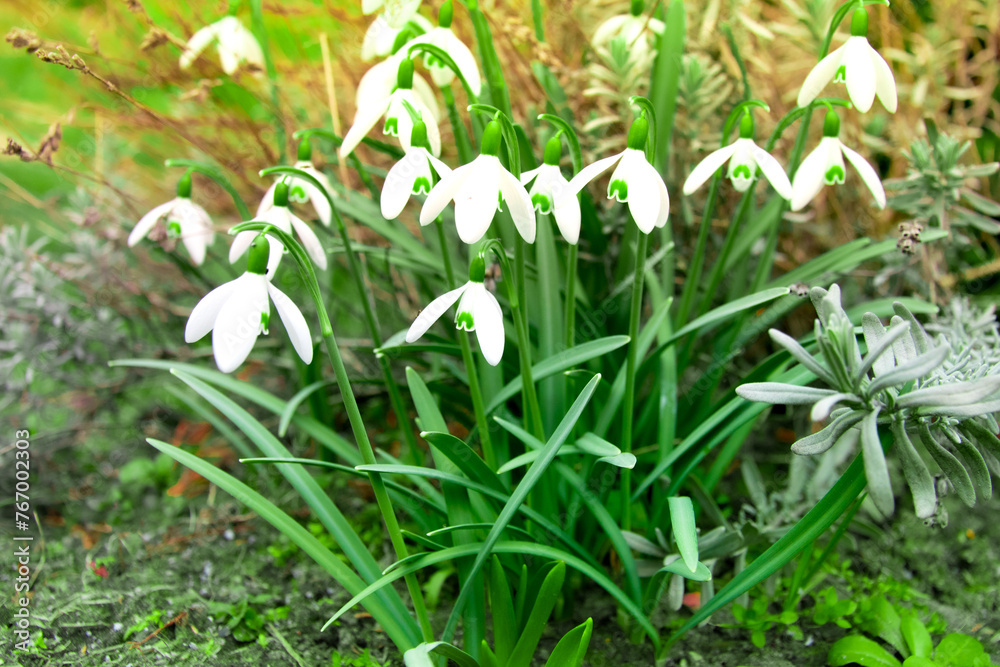 Galanthus nivalis. White snowdrops. Spring flowers