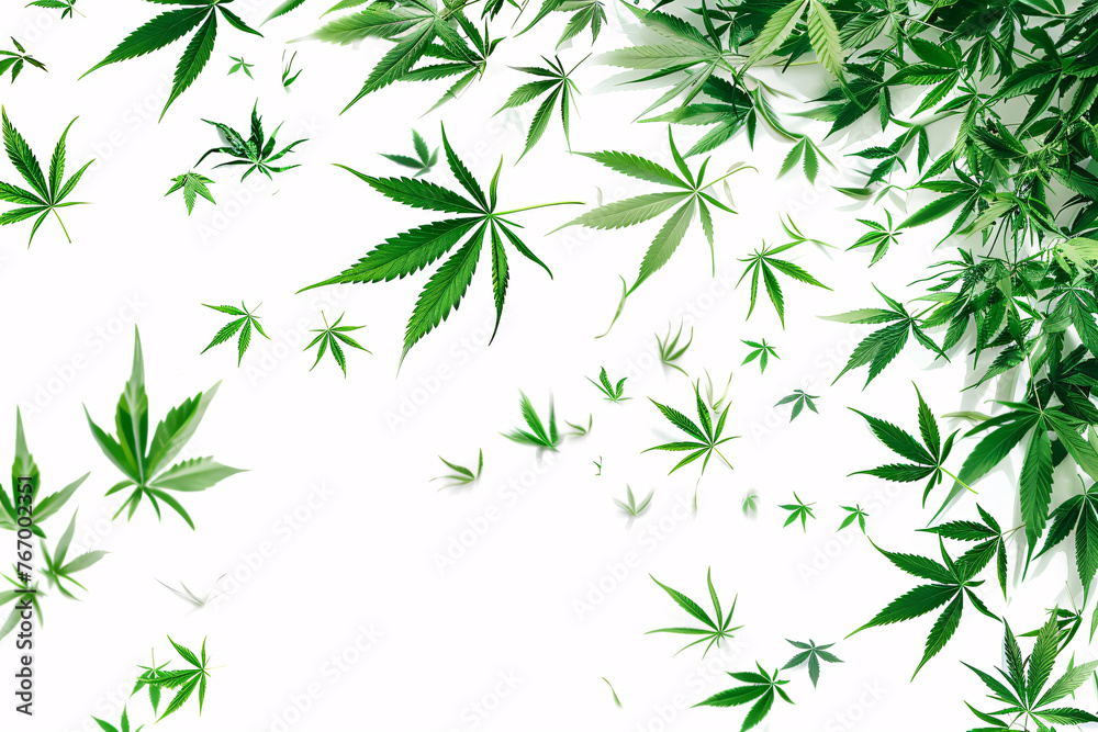 Cannabis leaf border with dense greenery on a white background Cannabis leaf border with dense greenery on a white background