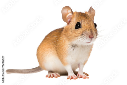 Brown and White Mouse Sitting on Top of White Floor. On a Clear PNG or White Background.