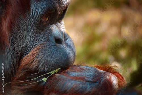 Canvastavla Orangutan eats