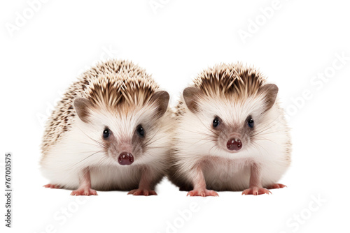 Two Hedgehogs Sitting Next to Each Other on White Background. On a Clear PNG or White Background. photo