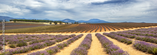 ows of cultivated lavender plants growing in rich soil. Mountain and summer sky background. Tasmania, Australia.