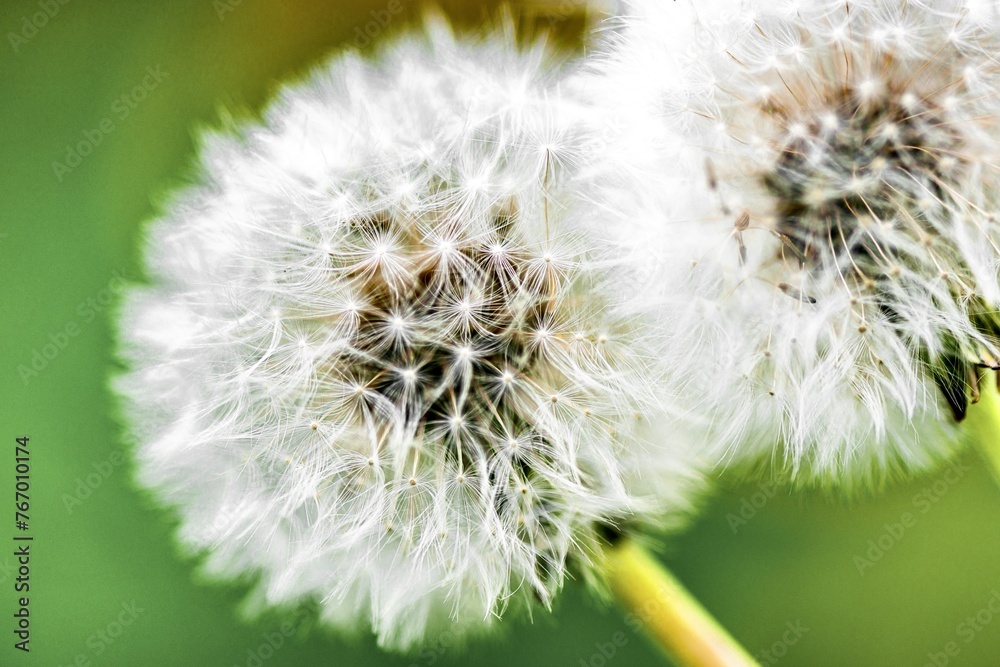 Dandelion seeds on a green background. Close-up.