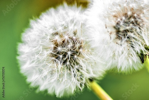 Obraz na płótnie Dandelion seeds on a green background. Close-up. w salonie