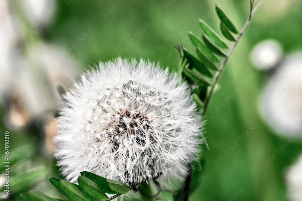 Dandelion seeds on a green background. Close-up.