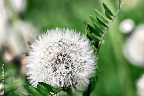 Obraz na płótnie Dandelion seeds on a green background. Close-up. w salonie