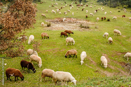 Sheep with brown wool and white wool grazing in the meadow.