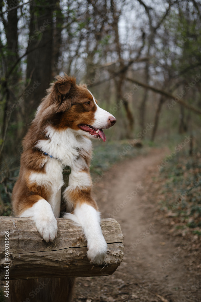 A happy fluffy brown dog walks in the spring forest and poses with front paws on a fallen tree. Charming Australian Shepherd red tricolor on a walk in park. The concept of pets in nature.