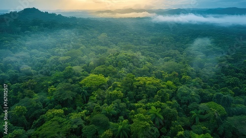 Aerial View of Green Forest Canopy - Nature's Carbon Capture - Drone Shot with Lush Trees and Sky Background   © Cool Patterns