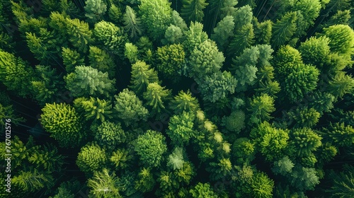 Aerial Perspective of Sustainable Forest - Emission Reduction and Environmental Care - Drone Shot with Mountain and Tree Pattern 

 photo