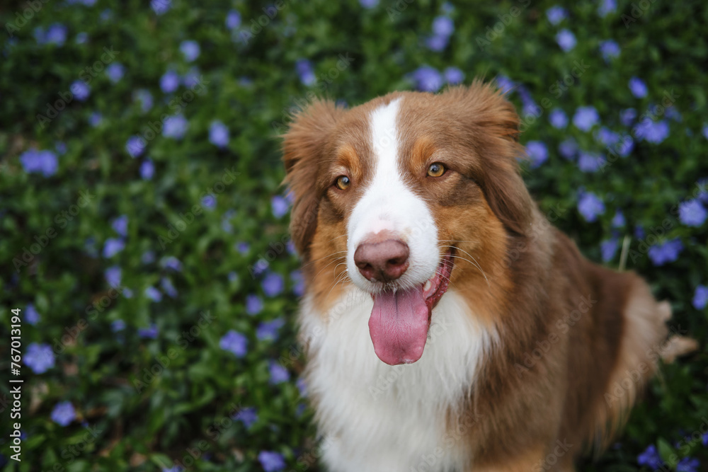 A brown dog is sitting in forest in clearing among spring blue flowers wild periwinkle. Happy Australian Shepherd on walk in park, portrait close-up view from above. Concept of pets in nature. A brown dog is sitting in forest in clearing among spring blue flowers wild periwinkle. Happy Australian Shepherd on walk in park, portrait close-up view from above. Concept of pets in nature.