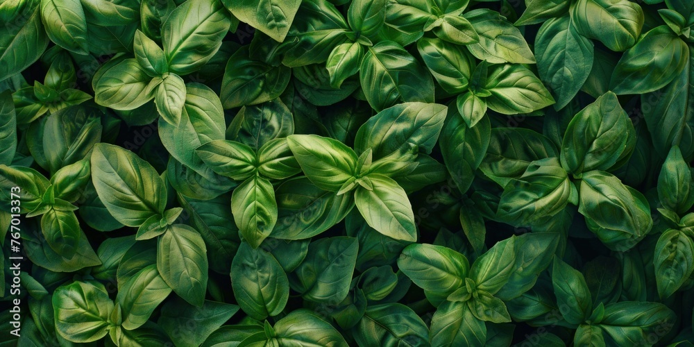 Organic Basil Leaves Texture Background Organic Basil Leaves Texture Background