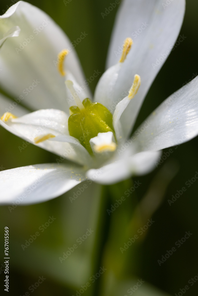 Fototapeta premium Blüte