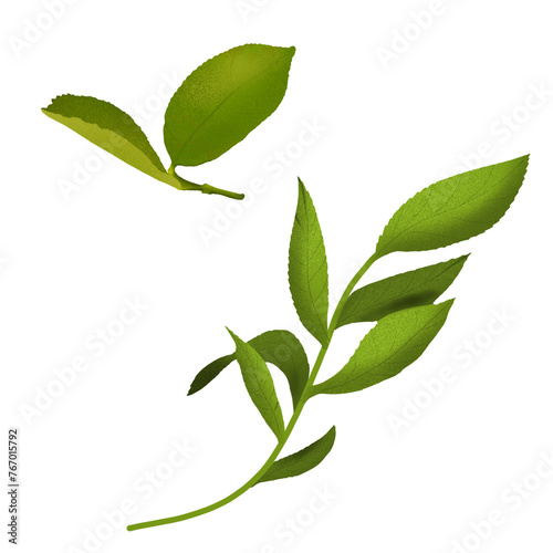 Digital illustration Lemon leaves. Watercolor style, hand drawn, isolated on light background.