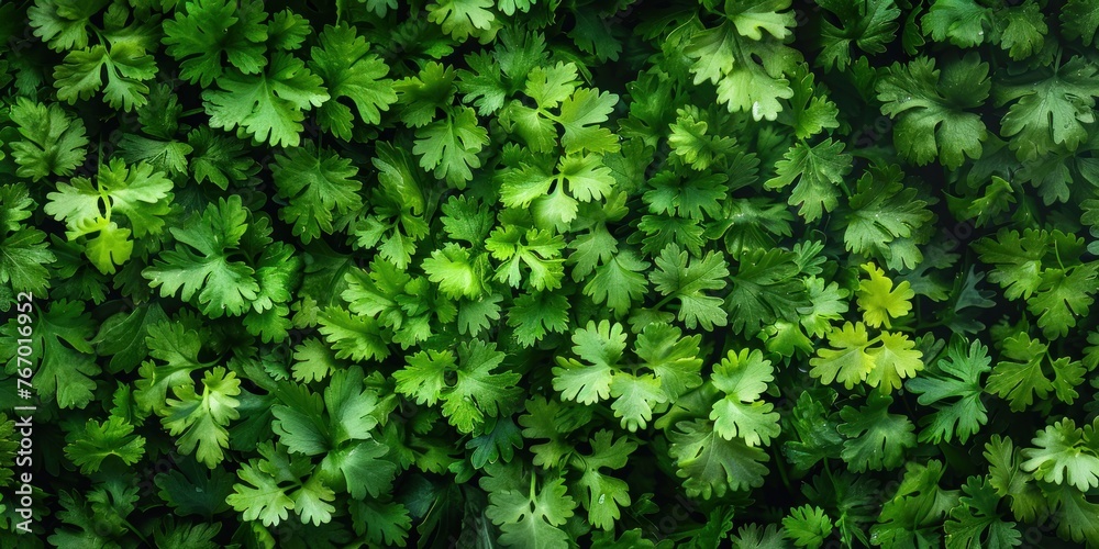 Obraz premium Organic Spices Fresh Coriander Texture