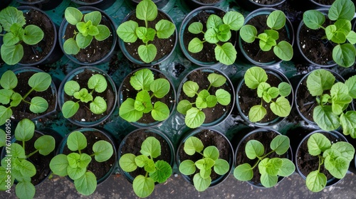 Various Plants on Table