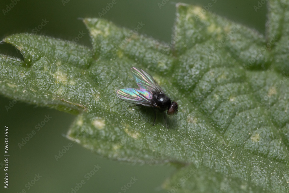 Insekten