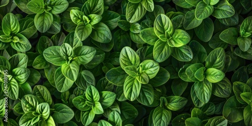 Green Fresh Herbs Close-up View photo