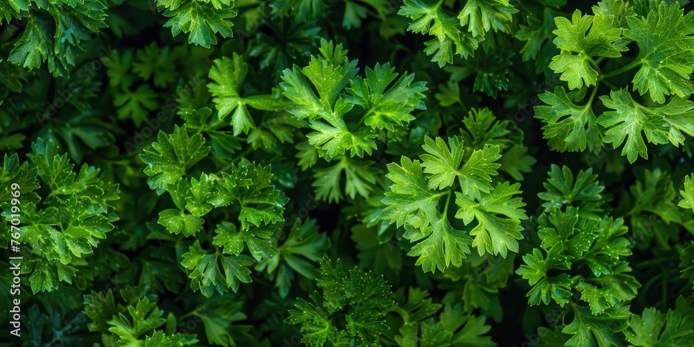 Organic Parsley Texture Close-Up Organic Parsley Texture Close-Up