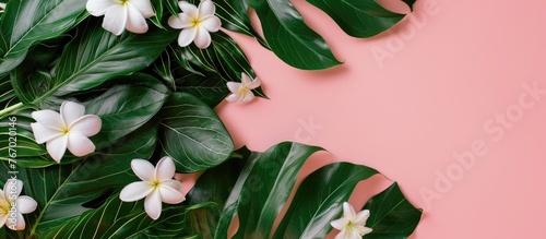 Tropical summer arrangement featuring green leaves and white flowers on a soft pink backdrop. Emphasizing the essence of summer with a flat lay design.