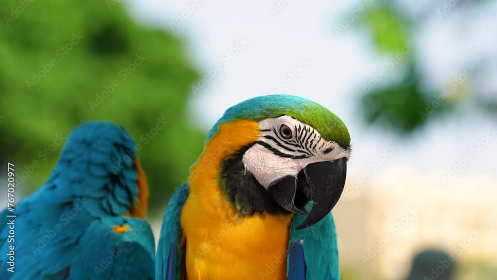 Blue and gold macaw parrot show in the park Blue and gold macaw parrot show in the park