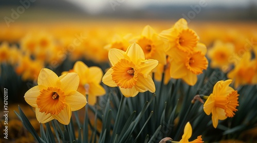 Field of Yellow Daffodils Under Cloudy Sky