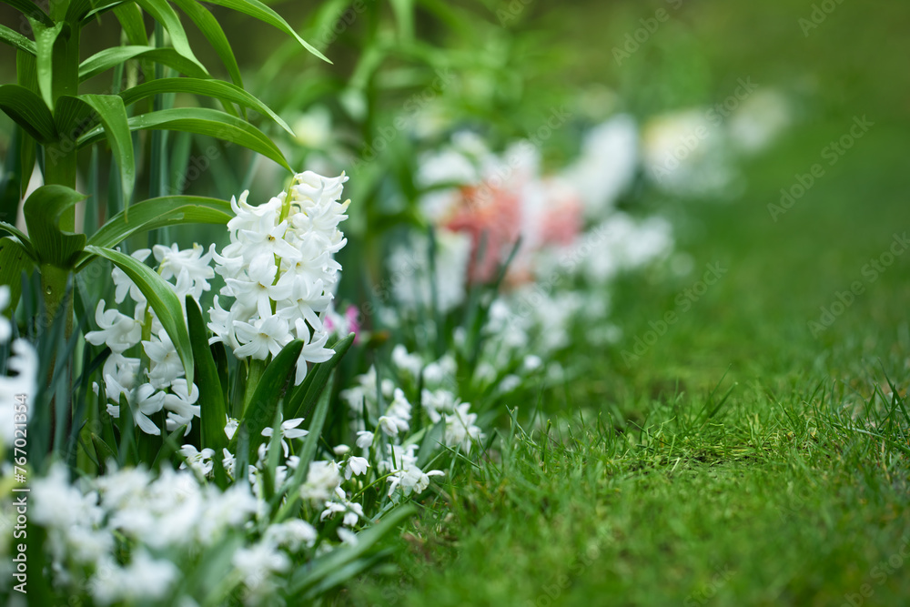 hiacynty, wiosenna rabata z kwiatami hiacynta i białą cebulica syberyjska (Scilla siberica)	 - obrazy, fototapety, plakaty 