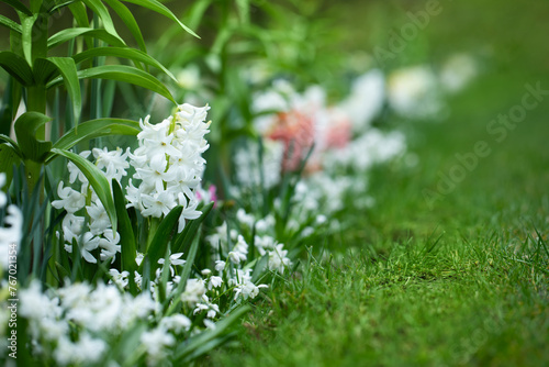hiacynty, wiosenna rabata z kwiatami hiacynta i białą cebulica syberyjska (Scilla siberica) 