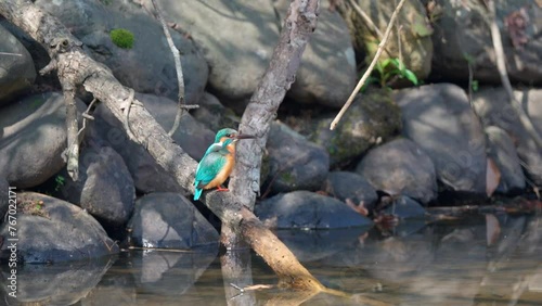 枝から水に飛び込むカワセミ