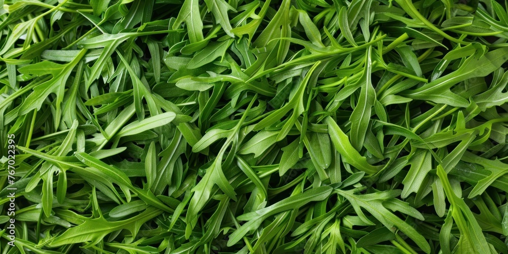 Organic Spices Green Herb Texture Organic Spices Green Herb Texture
