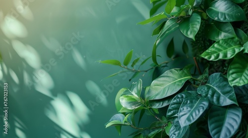 Green leafy plants and green gradient wall 